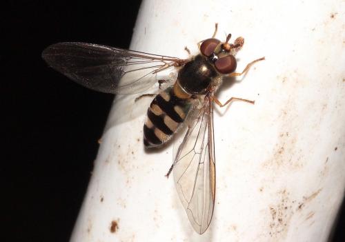 Réf. 295 377 : Meliscaeva auricollis